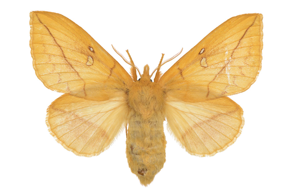 Familie der Glucken, Fundort Haustadt, Flügelspannweite 62 Millimeter